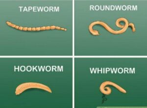 Intestinal Worms