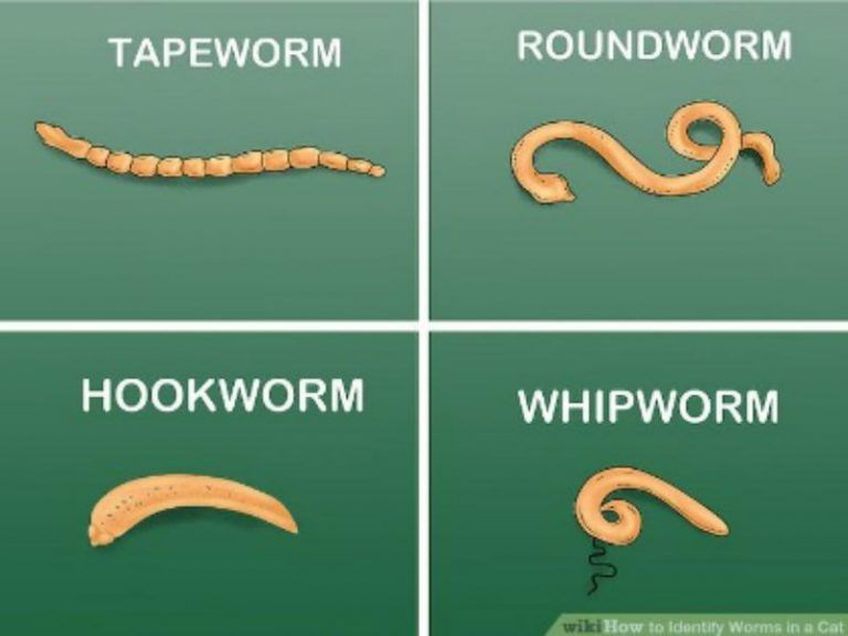 Intestinal Worms