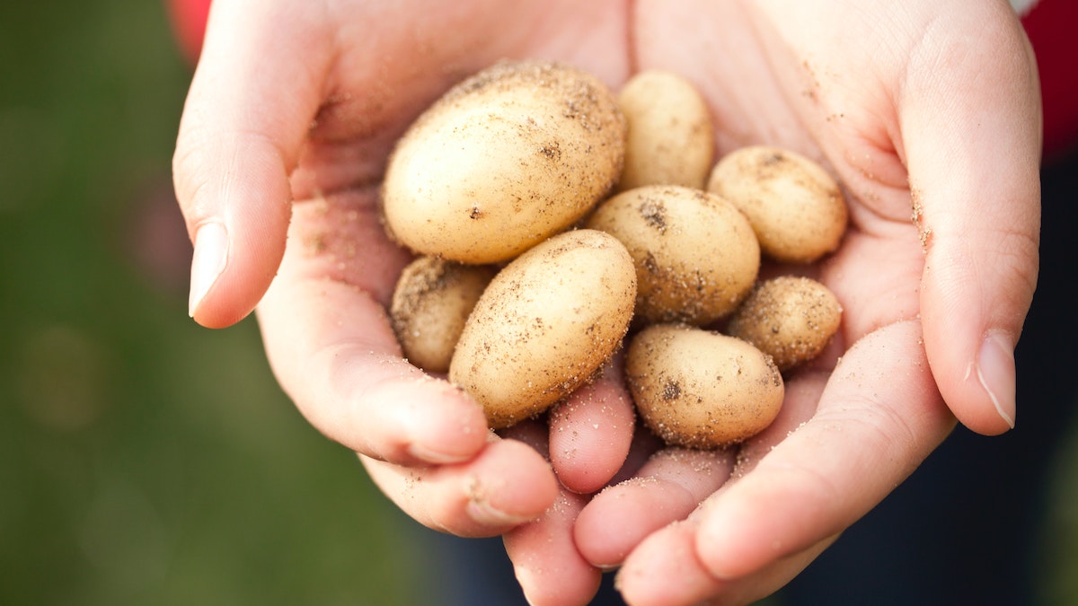 Benefits of Potatoes: A Powerhouse of Nutrients - Great Healthy Habits