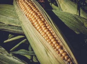 Corn Health Benefits and Nutritional Facts